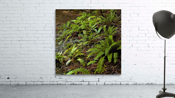 Ferns Wall Preview