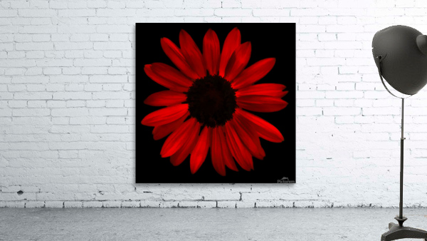 Red Sunflower pic Wall Preview