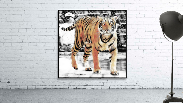 Tiger look Wall Preview