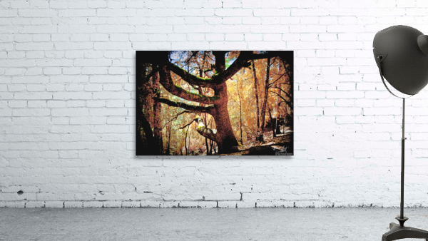 Old Oak Wall Preview