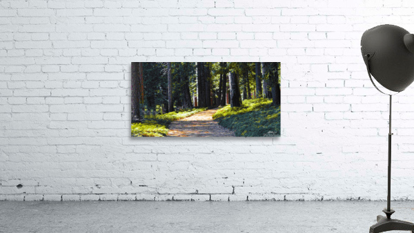 Tranquil Path  Wall Preview
