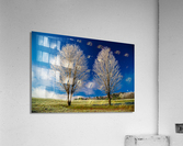 DL101103 298 Acrylic Print
