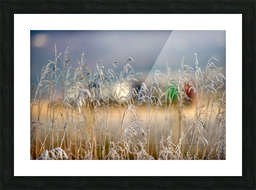 DL101103 240a Picture Frame print