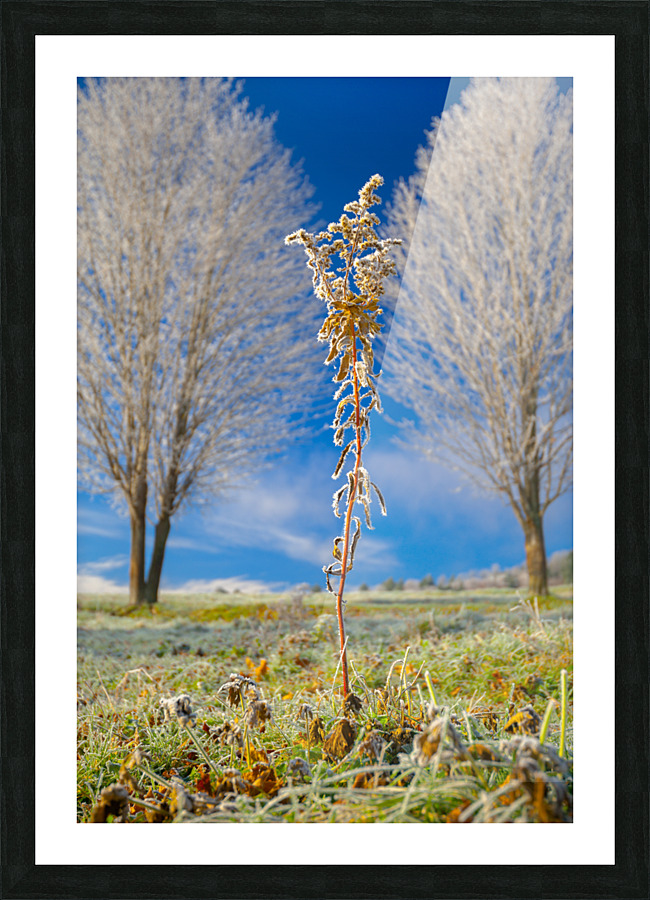 DL101103 310 Picture Frame print
