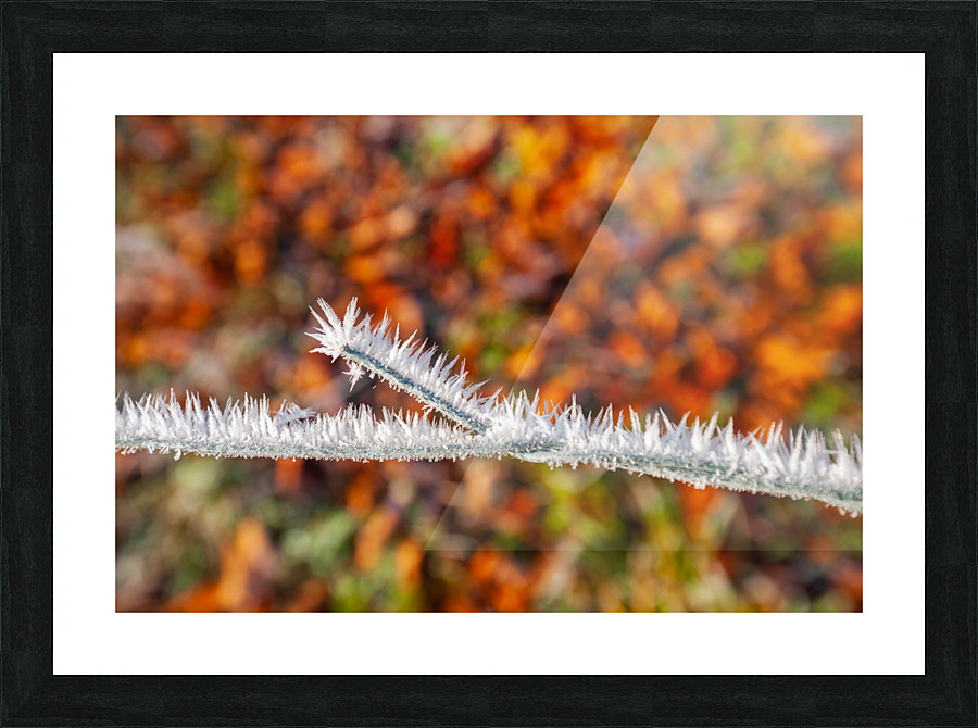 DL101103 282 Picture Frame print