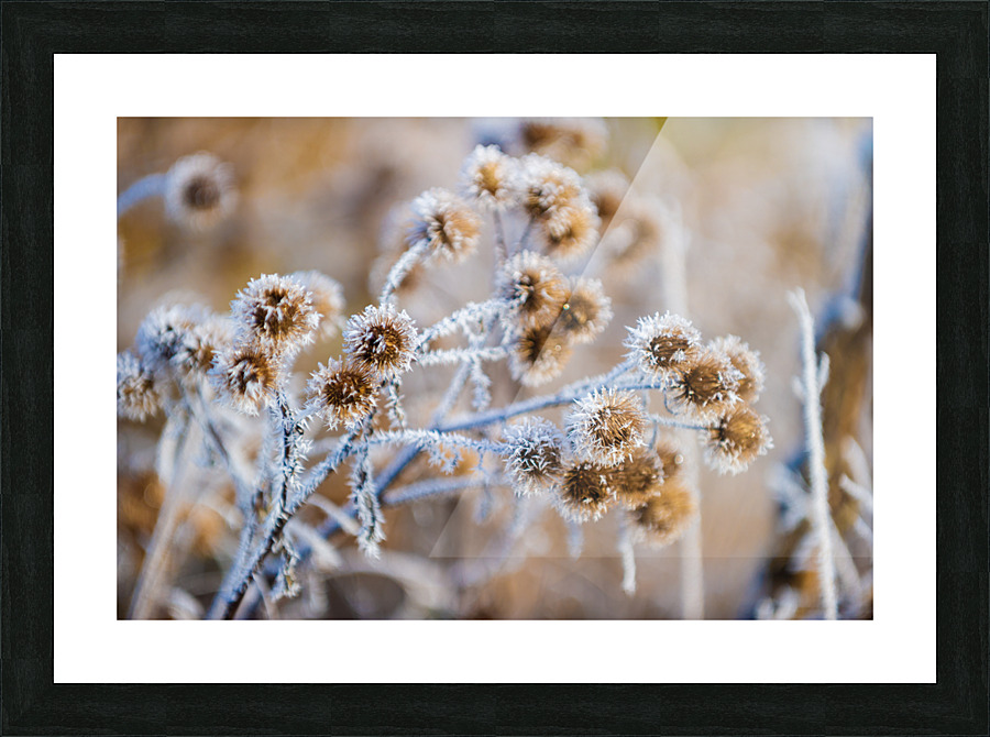 DL101103 242 Picture Frame print