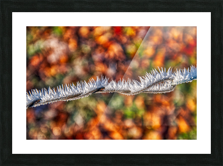 DL101103 285a Picture Frame print