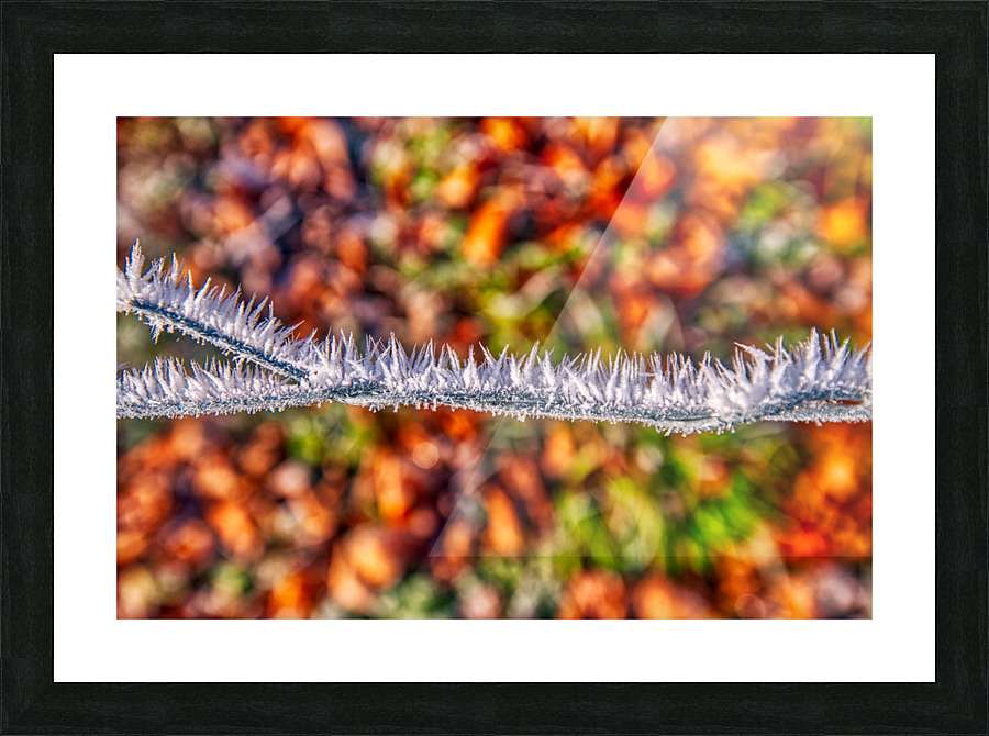 DL101103 280a Picture Frame print