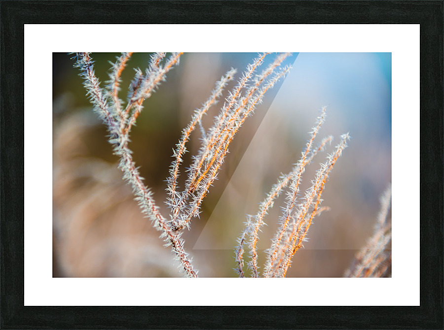 DL101103 099 Picture Frame print