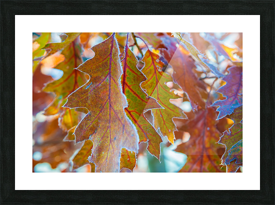 DL101103 149 Picture Frame print