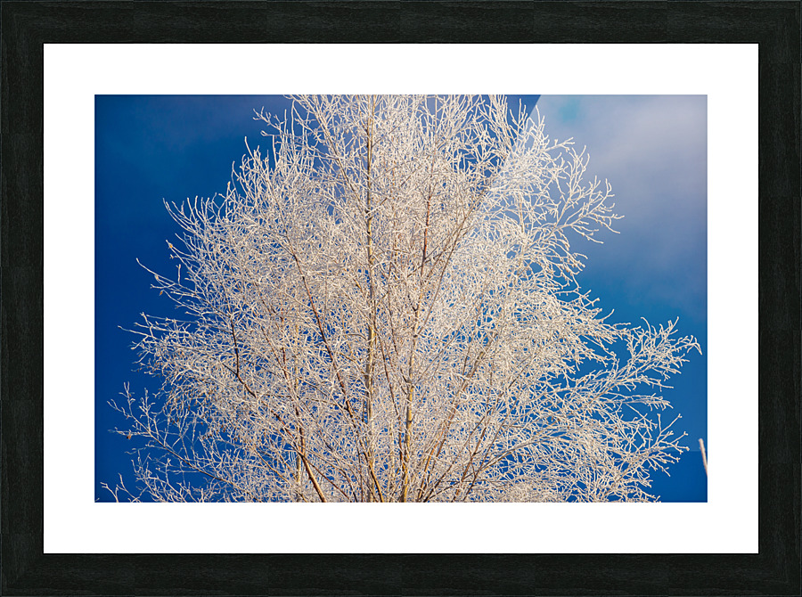 DL101103 202 Picture Frame print