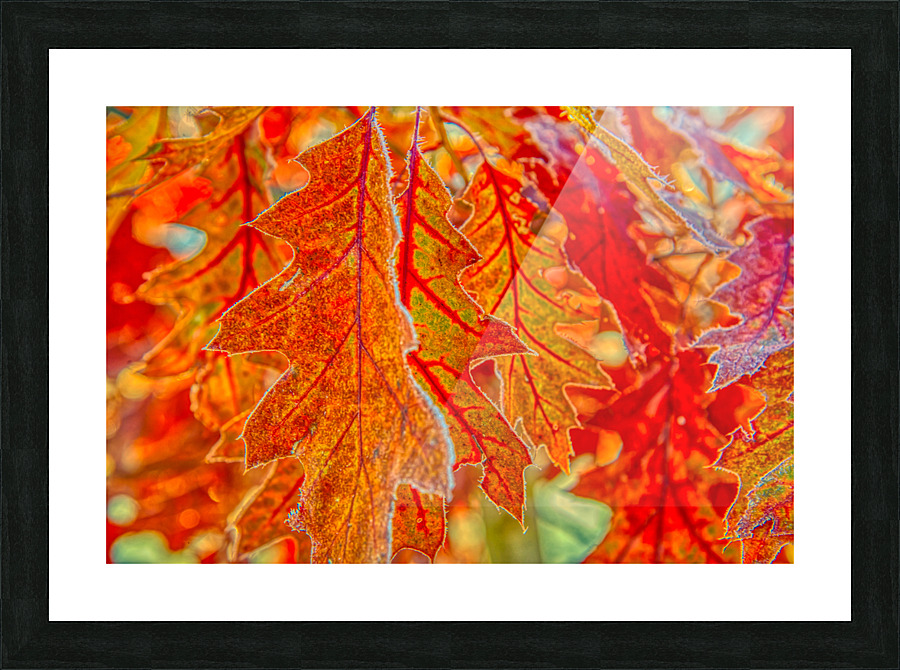 DL101103 149b Picture Frame print