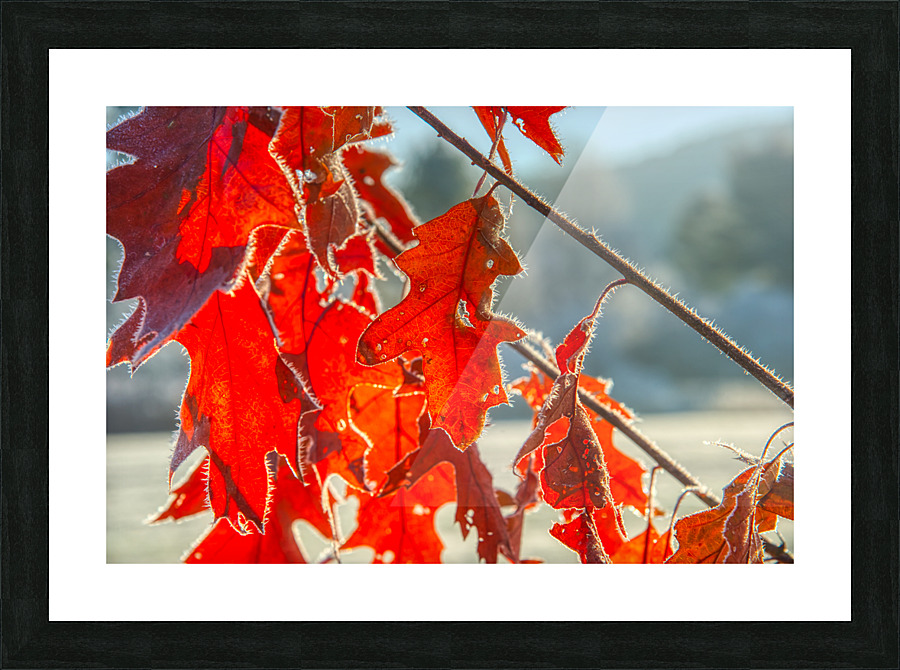 DL101103 146a Picture Frame print