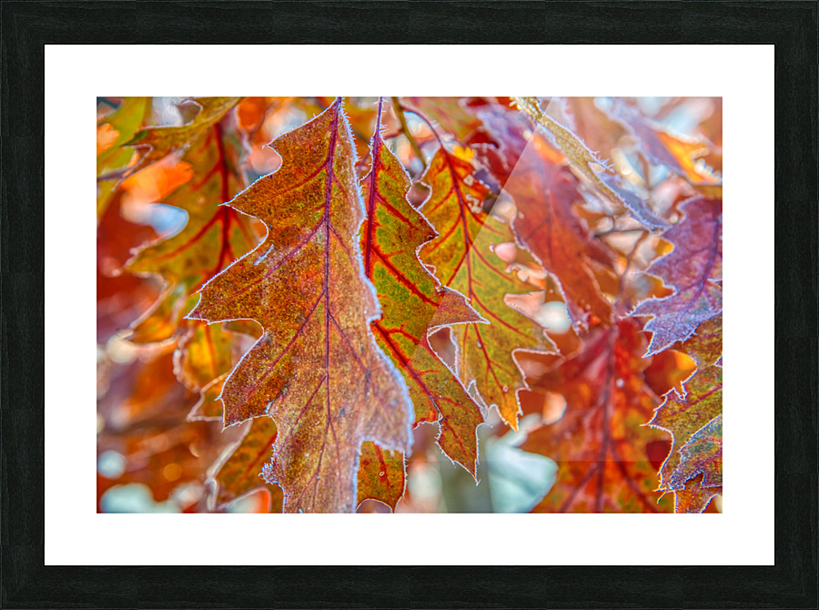 DL101103 149a Picture Frame print