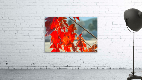 DL101103 146a Wall Preview