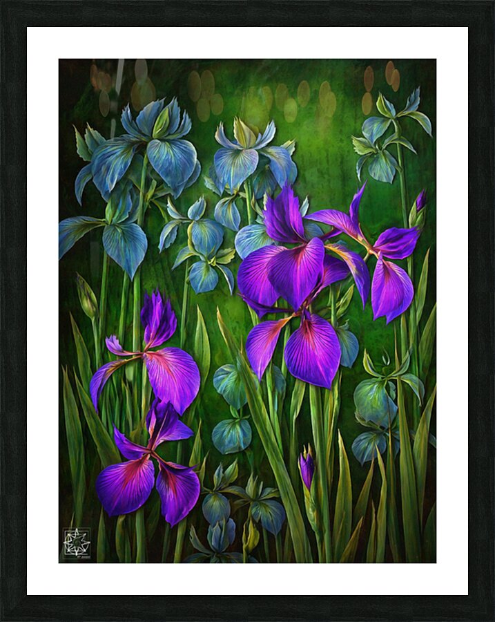 Iris Versicolor or Water Iris Picture Frame print