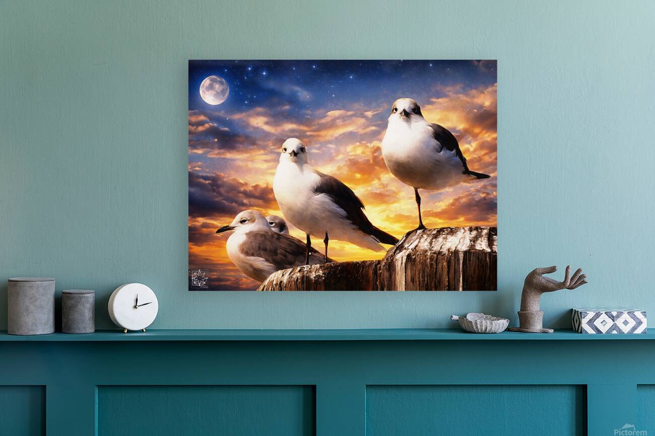 Seagulls Reproduction