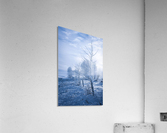 Winter Blues Acrylic Print