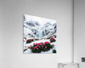Winters Blush Acrylic Print