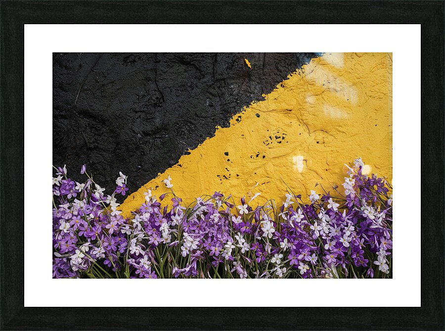 background with purple and white spring flowers.j Picture Frame print