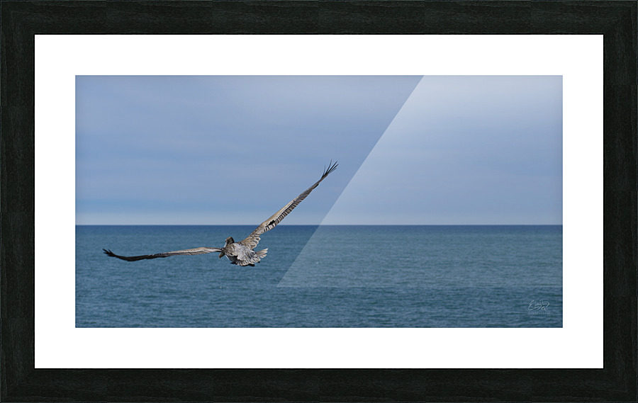 Flying Pelican Picture Frame print