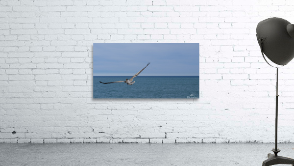 Flying Pelican Wall Preview