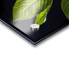The Elegant Kratom Acrylic print