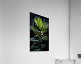 The Elegant Kratom Acrylic Print