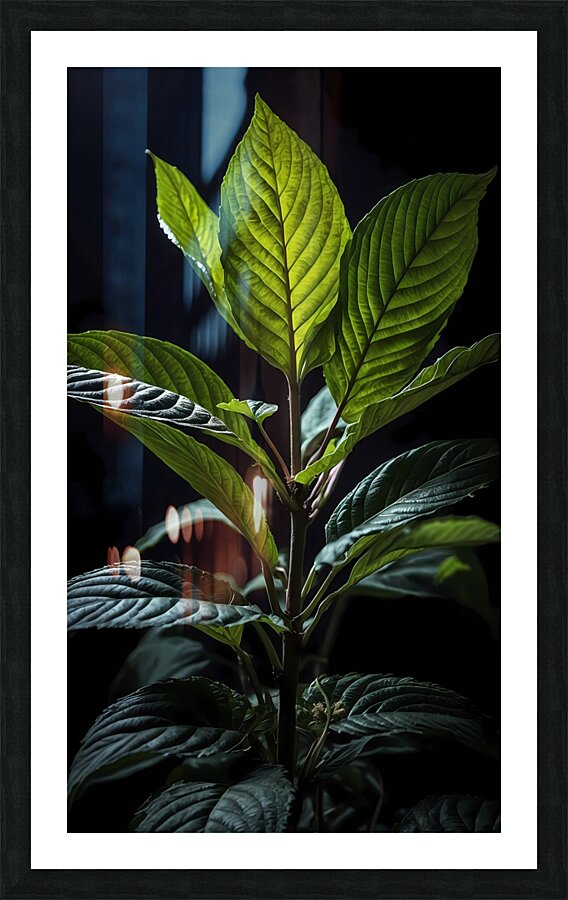 The Elegant Kratom Picture Frame print