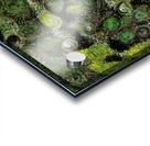 Locusta Migratoria Acrylic print