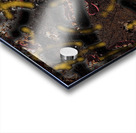 When the Plague Rats Return Acrylic print
