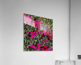 200 Meter Dash Acrylic Print