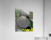 Zebra Fell Down a Well Acrylic Print