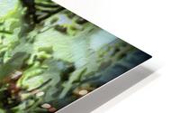 Moonflowers HD Metal print
