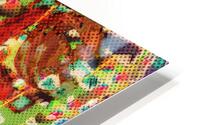Mayflies & Mega Mango Slices HD Metal print