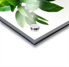 Vibrant Green Plant in Modern Black Pot Acrylic print