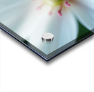 Macro Photography of a Delicate White Flower with Pink Stamens Acrylic print