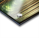 Enchanting Forest Pathway: A Serene Walk Through Nature Acrylic print