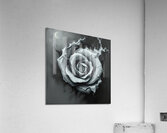 Surreal Monochrome Rose – Dark Abstract Fantasy Art Acrylic Print