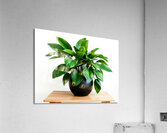 Vibrant Green Plant in Modern Black Pot Acrylic Print