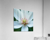 Macro Photography of a Delicate White Flower with Pink Stamens Acrylic Print