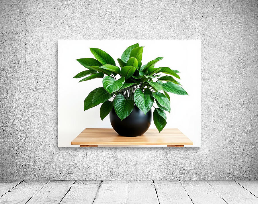 Vibrant Green Plant in Modern Black Pot Wall Preview