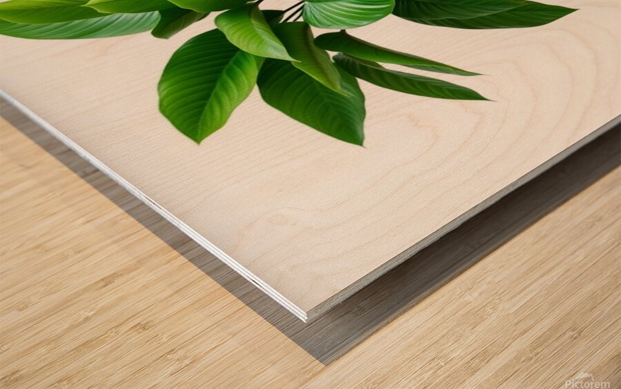 Vibrant Green Plant in Modern Black Pot Wood print