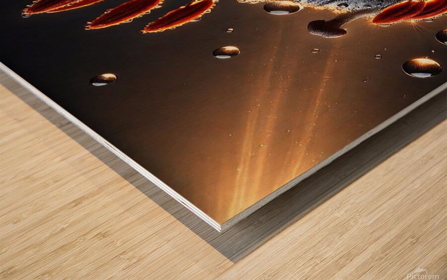 Black Lily with Dewdrops – A Stunning Dark Floral Macro Photography Wood print