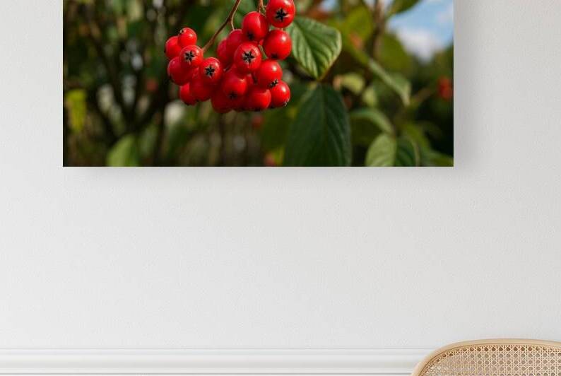 Bright Red Berries Close-Up on a Sunny Day – Nature Photography by Velora Art