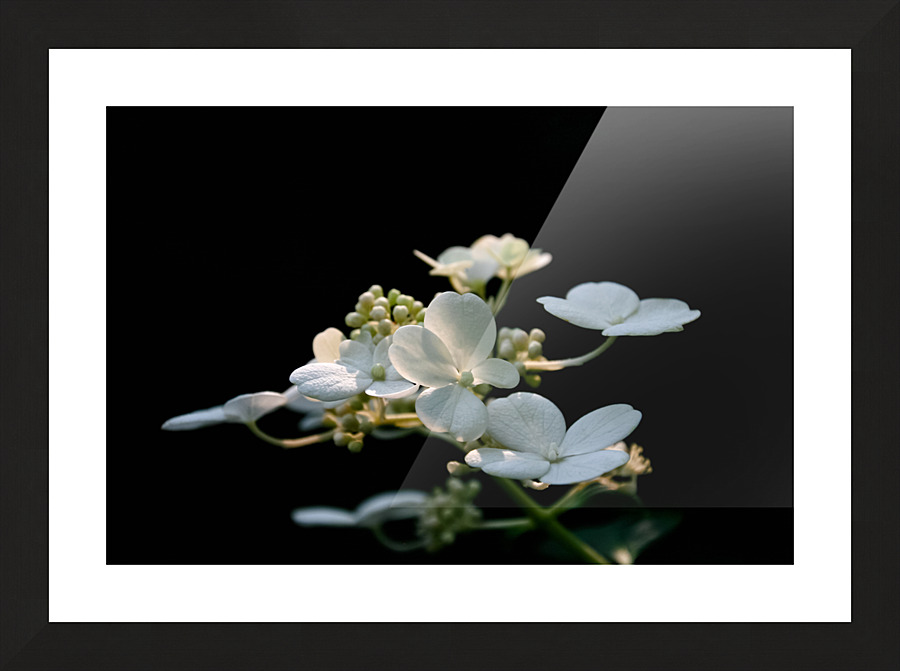 White Hydrangea 2 3 ratio Picture Frame print