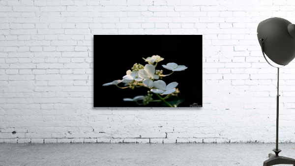 White Hydrangea 2 3 ratio Wall Preview