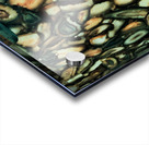 Shells Acrylic print