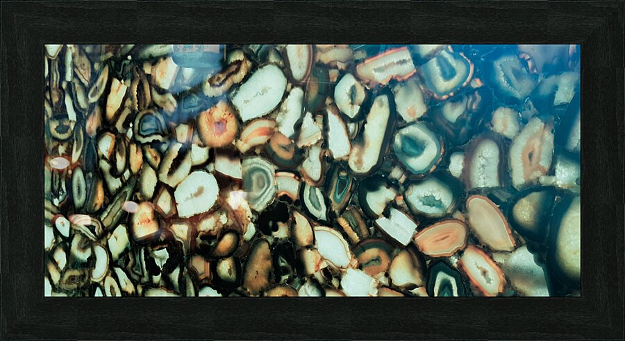 Shells Picture Frame print