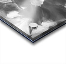 Red Mandevilla Flower Vine X 4 Acrylic print